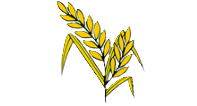 Rice Stalk